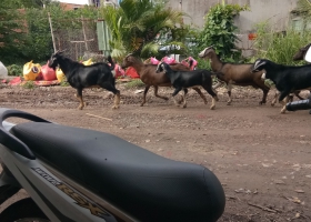 SAN LẮP MẶT BẰNG DĨ AN